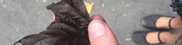 burnt leaf at latourell falls